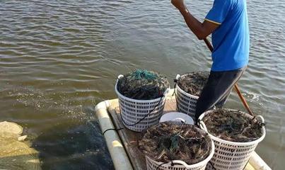 凈化水質、改底除臭?別被漁藥商品名迷花了眼!陳昌福:優質的水產養殖用消毒劑應該是瞬間消毒劑!