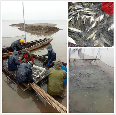 【大通湖直供】草魚水花、鳙魚水花、邊魚水花_草魚種苗價(jià)格_中國水產(chǎn)養(yǎng)殖網(wǎng)