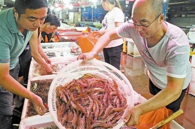 養殖蝦上市 量大價格低