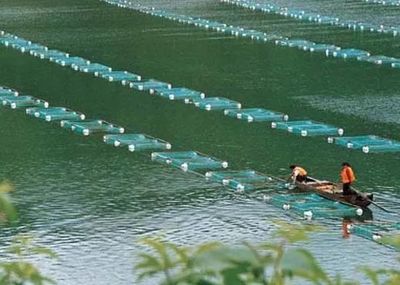 水產養殖高溫投喂多些好還是少點好?池塘倒藻該如何投喂?