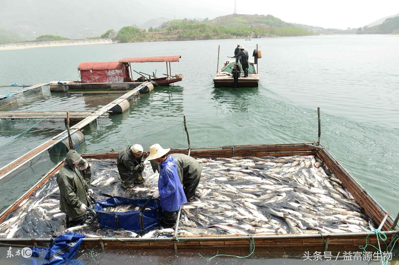 豬糞養魚總是污染水體怎么辦?