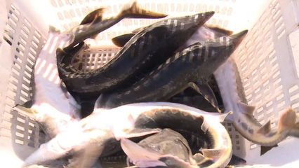 瞄準特色水產養殖 做足“水文章”