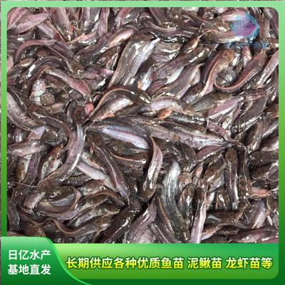 產品圖片_廣州市花都區赤坭日億水產魚苗養殖場