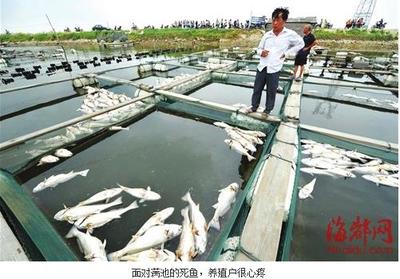 福建莆田:池塘疑因水質被污染 數千畝水產死亡_水產快訊(國內水產)_中國水產養殖網