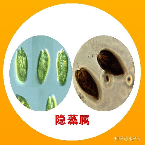 水產養殖淡水水體藻類,小白入行必看