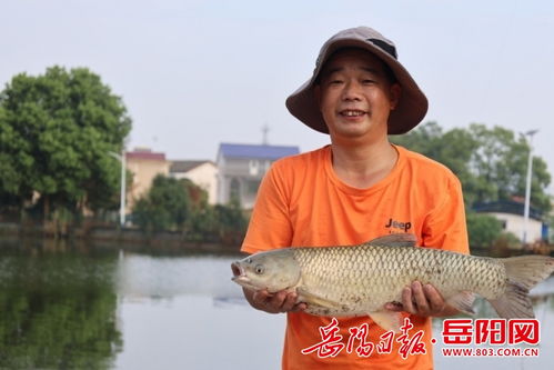汨羅市古培鎮 谷芽養魚 迎豐收 綠色養殖開啟致富門