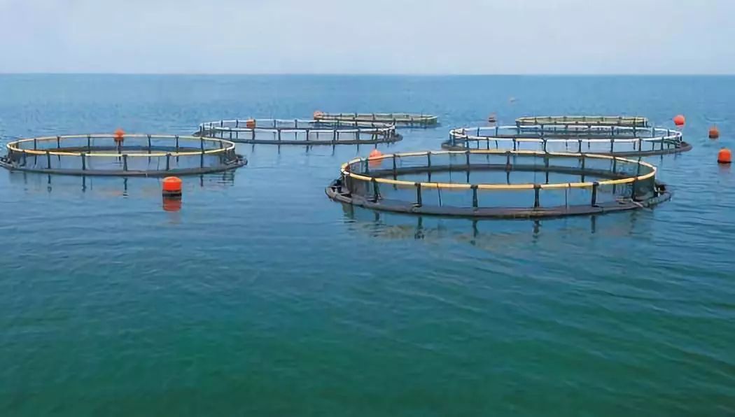 海水魚養(yǎng)殖對海水環(huán)境的需求