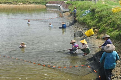 溫州水產(chǎn)養(yǎng)殖海鮮 數(shù)字化升級,共創(chuàng)美好未來