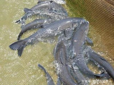 小魚說養(yǎng)殖,關(guān)于青魚高產(chǎn)養(yǎng)殖技術(shù)