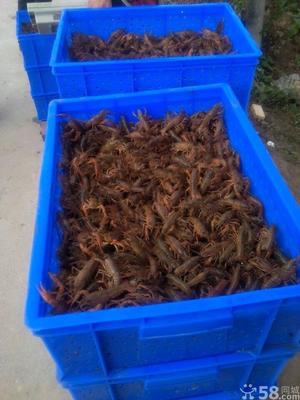 南京小徐龍蝦批發(fā)行_河蝦青蝦價格_中國水產(chǎn)養(yǎng)殖網(wǎng)