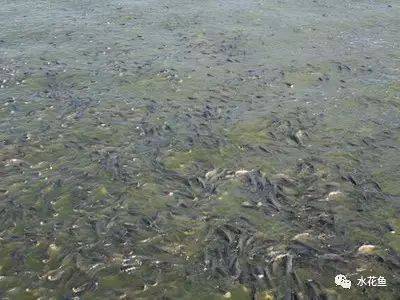 水產(chǎn)養(yǎng)殖常見六個誤區(qū)(透明度、密度、藥量、消毒、蛋白、增氧)