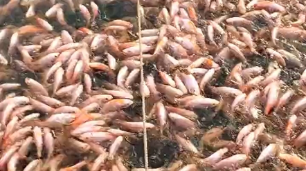貴陽(yáng)市魚(yú)苗批發(fā)水產(chǎn)品養(yǎng)殖場(chǎng)