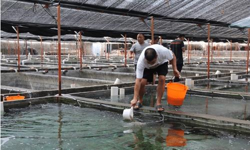 重慶老農(nóng)因一個夢,在家中挖出神奇魚泉,為何會遭來兒子的反對