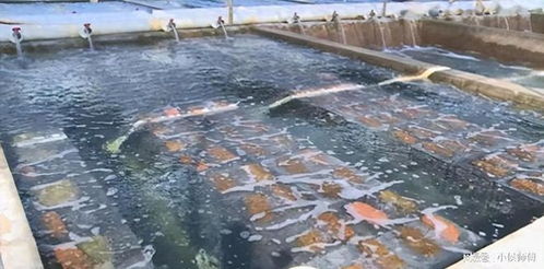 中國全面暫停進口日本水產(chǎn)品,在一天時間,俄羅斯向中國提出要求