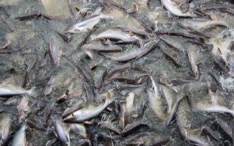 水產(chǎn)養(yǎng)殖技術(shù)小幫手