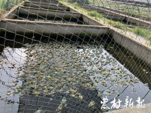 臺(tái)灣 老水產(chǎn) 云夢(mèng)養(yǎng)牛蛙
