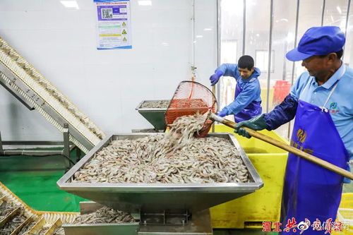 河北唐山灤南 鮮活南美白對(duì)蝦加工忙