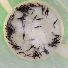 鴨嘴魚苗,魚苗供貨商,鴨嘴魚苗多少錢一條圖片大全 清遠市清城區(qū)港興水產(chǎn)養(yǎng)殖場