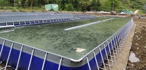 水產養殖知識之益生菌在水產養殖中的作用