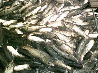 供應草魚成品及半產品_草魚價格_中國水產養殖網