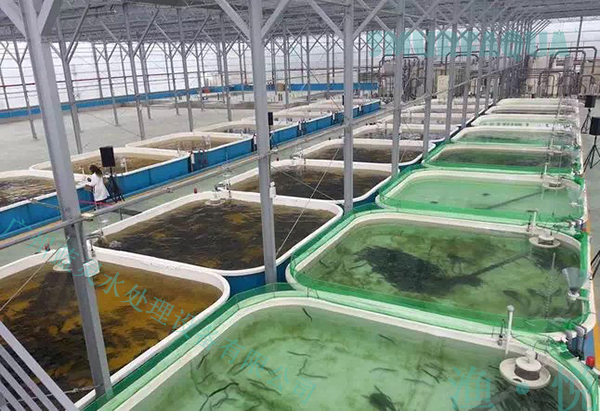 ras循環水工廠化養殖,能保證水產品安全嗎?