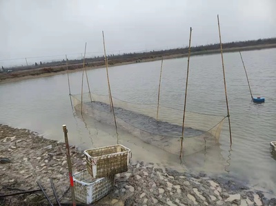 黃石市水產技術推廣站指導陽新水產養殖技術