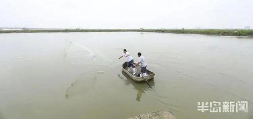 蝦蟹貝 同居 養(yǎng)殖收入翻番 破解海水養(yǎng)殖難題,這套海水混合養(yǎng)殖被農(nóng)業(yè)農(nóng)村部遴選為主推技術