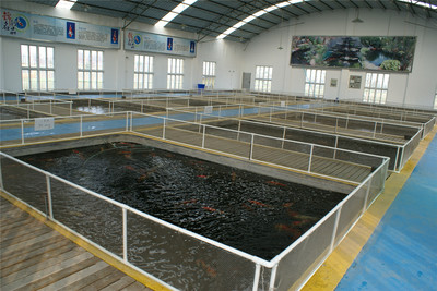 基地展示-產(chǎn)品展示-杭州海皇星錦鯉養(yǎng)殖場