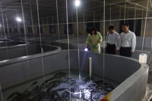 即墨市半滑舌鰨工廠化養(yǎng)殖形勢喜人