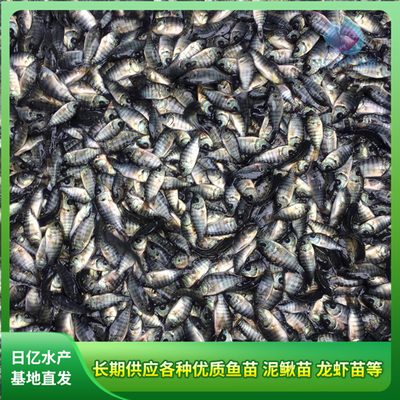 產(chǎn)品圖片_廣州市花都區(qū)赤坭日億水產(chǎn)魚苗養(yǎng)殖場