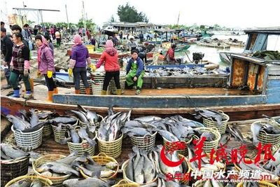 官方發(fā)布:寒災(zāi)已致廣東水產(chǎn)業(yè)損失9.9億元,預(yù)計回暖過程還將大規(guī)模死亡
