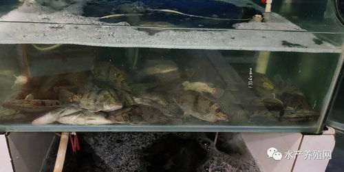 鱖魚(yú)比去年便宜20元,養(yǎng)殖戶心在滴血 上旬加州鱸價(jià)格略有上漲