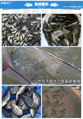 廣東魚(yú)苗場(chǎng)批發(fā)活體魚(yú)苗 淡水石斑魚(yú)苗 石斑魚(yú)苗(全國(guó)發(fā)貨)包郵