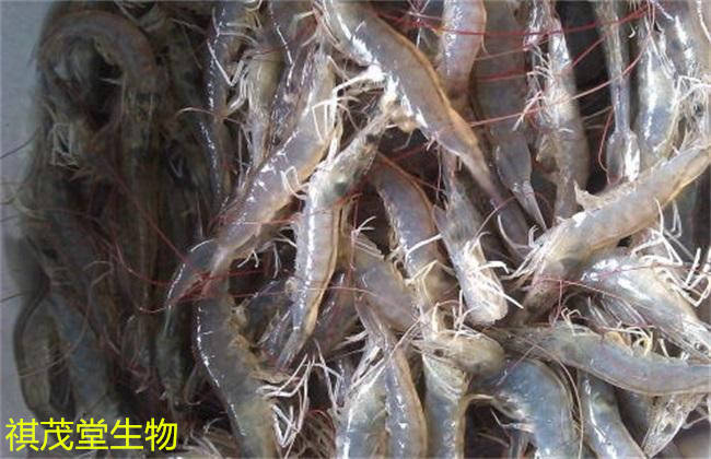 杜仲提取物在水產(chǎn)養(yǎng)殖的應(yīng)用