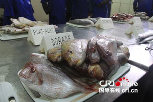 中塞合作水產(chǎn)品加工廠成為塞內(nèi)加爾漁業(yè)加工龍頭企業(yè)